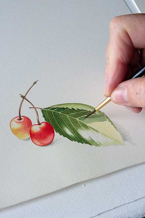 Belinda Biggs botanic paintings