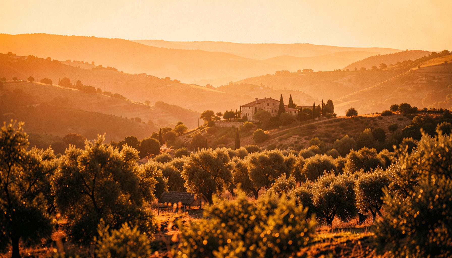 Warm golden sunlight washing over rolling Umbrian hills with olive groves and a distant stone farmhouse, soft haze in the valley